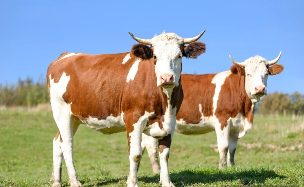 Ruminant