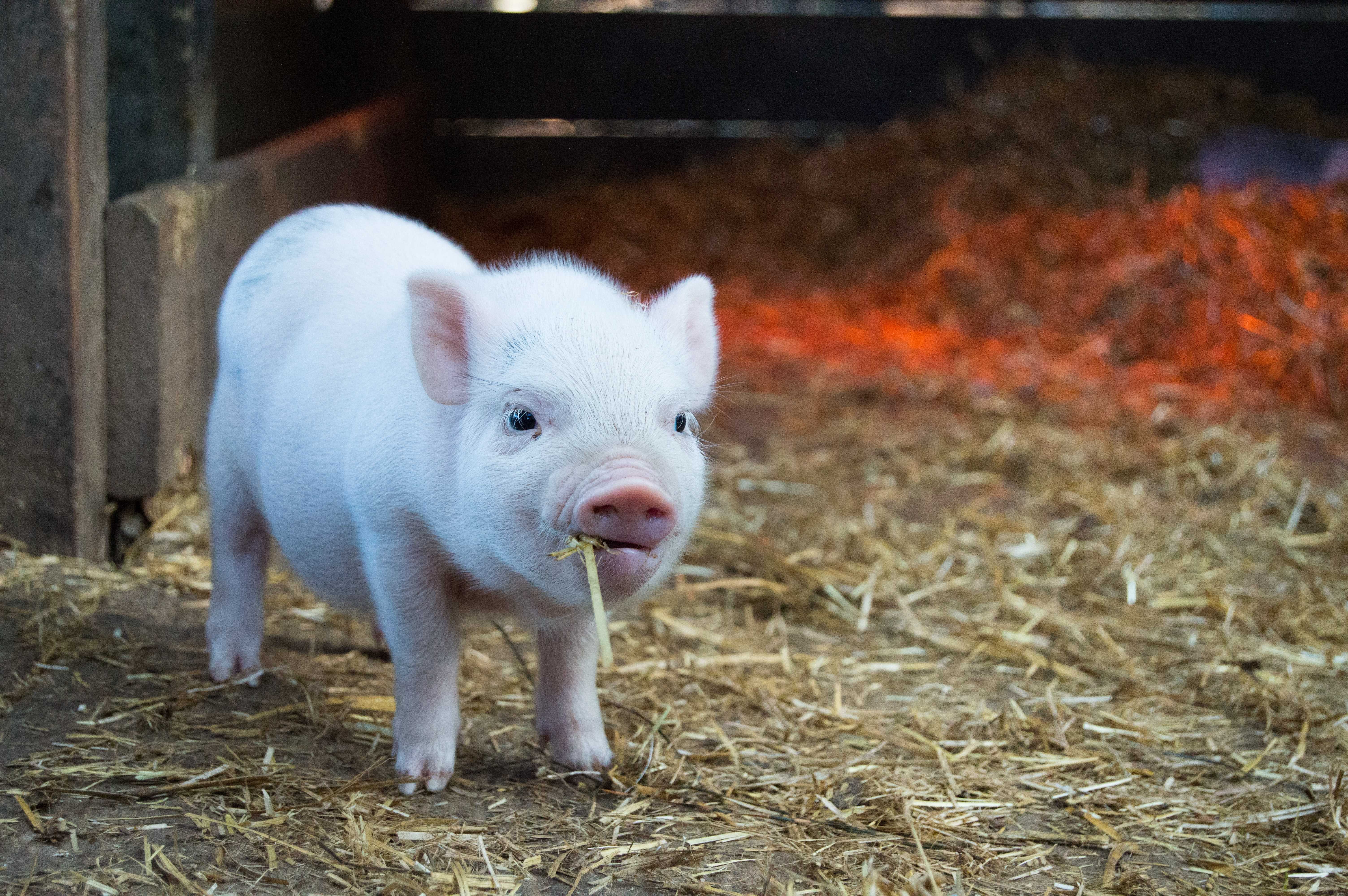 Swine